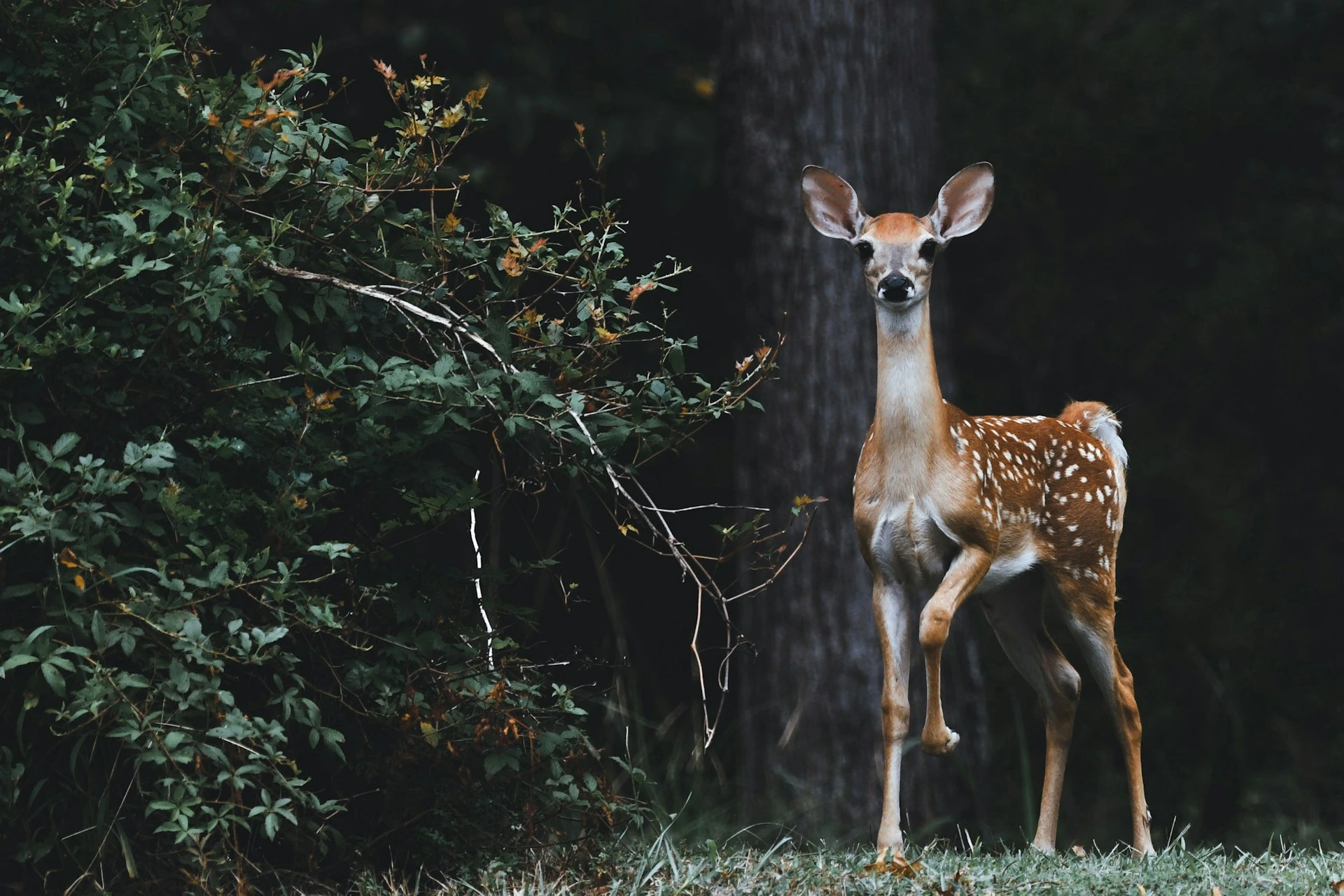 Google Meluncurkan SpeciesNet, Sebuah AI Open-Source untuk Identifikasi Satwa Liar